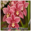 Orchid Flower Wallpaper