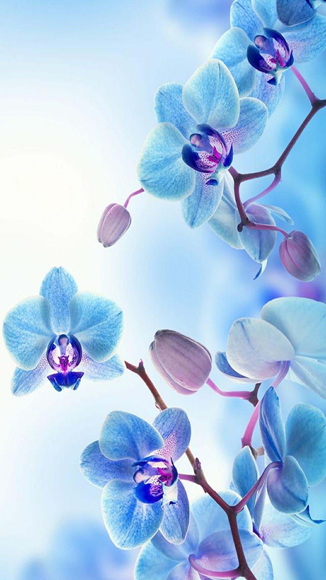 Descarga de APK de Fondo de pantalla de la flor de la orquídea para Android