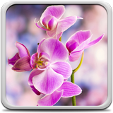 Orchidée Fond D'écran Animé icône