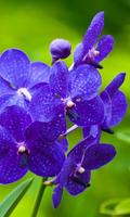 Orchid Flowers HD Wallpaper gönderen