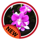 orchid cultivation icon