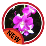 la culture des orchidées icône