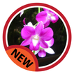cultivo de orquídeas