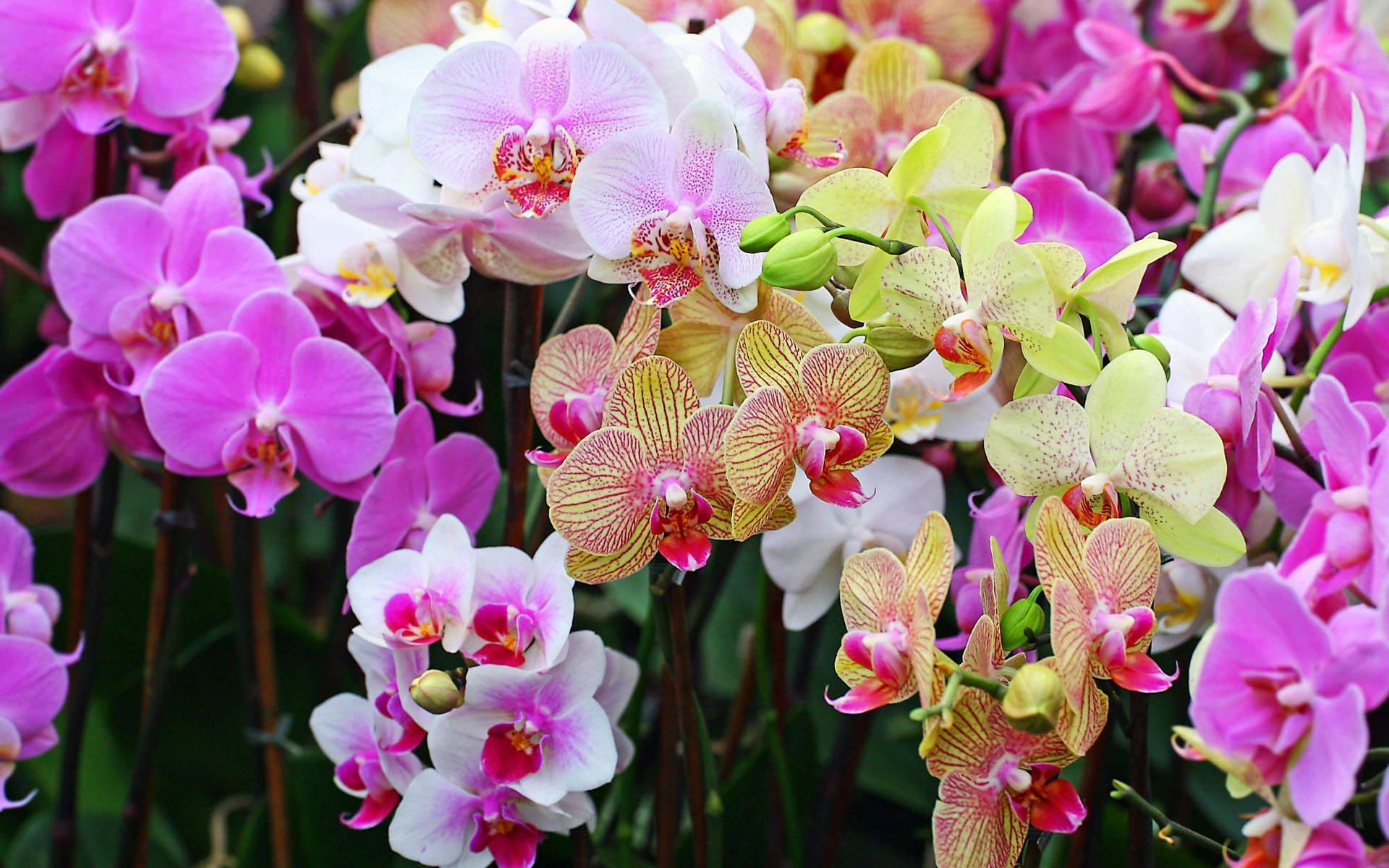 Orquideas cuidados cuando caen las flores