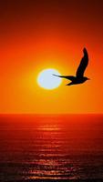 Orange Wallpapers ภาพหน้าจอ 1