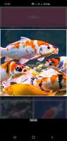 Guide du poisson Koi - Élevage capture d'écran 1