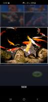 Guide du poisson Koi - Élevage capture d'écran 2