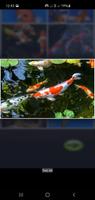 Guide du poisson Koi - Élevage capture d'écran 3