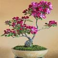 Ornamental Plant Collection