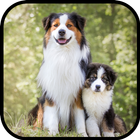 Australian Shepherd HD Wallpapers simgesi