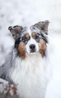 Australian Shepherd HD Wallpapers gönderen