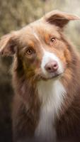 Australian Shepherd HD Wallpapers Ekran Görüntüsü 1