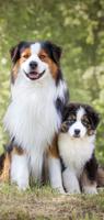 Australian Shepherd HD Wallpapers Ekran Görüntüsü 3