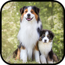 Australian Shepherd Wallpapers APK