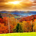 Autumn Live Wallpaper