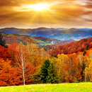 APK Autumn Live Wallpaper