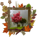 Bingkai foto gugur dan kolase APK