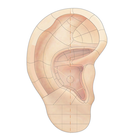 Auricular Acupuncture Microsystems & TCM Diagnosis 图标