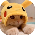 Cat Animated Stickers For WhatsApp
