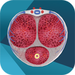 iURO Andrology
