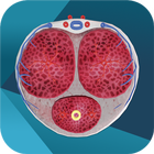 iURO Andrology icon