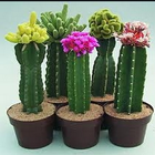 Culture de cactus icône