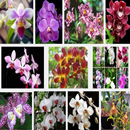 culture de fleurs d'orchidées APK