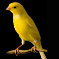 Canary train