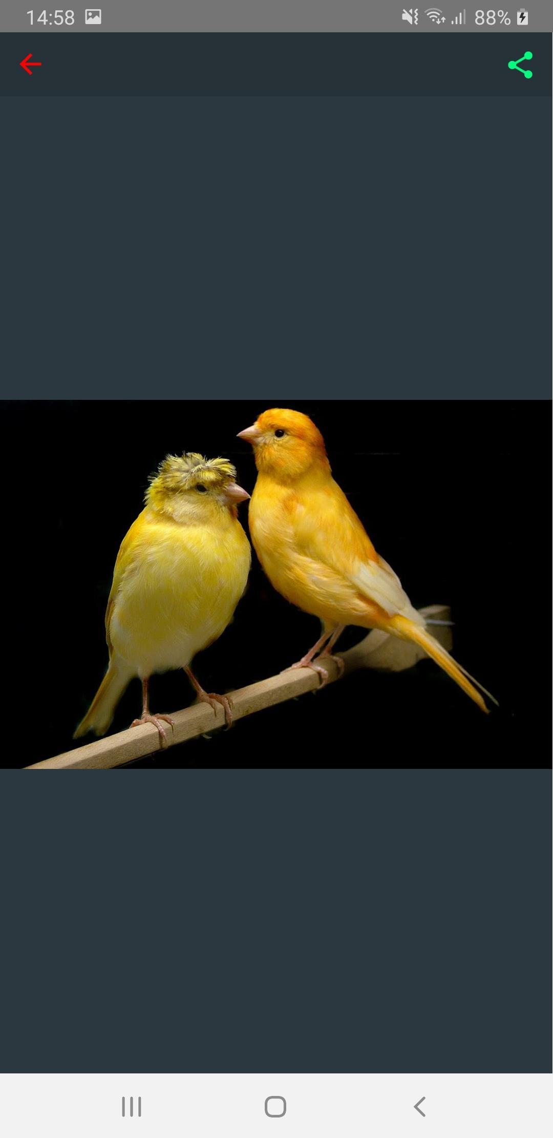 Android canary Android canary
