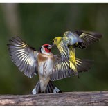 Goldfinch