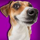 Dog and Kega APK