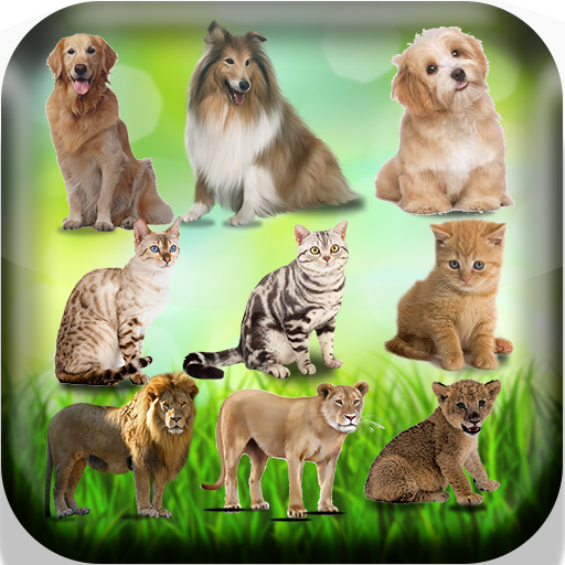 Femelle des animaux - Nom des 