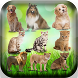 Femelle des animaux - Nom des 