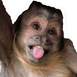 Стикеры обезьян для WhatsApp