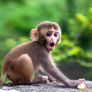 Bibi the monkey videos APK