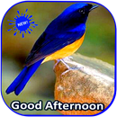 APK Good Afternoon Wishes