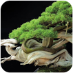 Fond d'écran Bonsai Tree HD