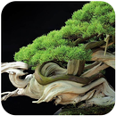 Fond d'écran Bonsai Tree HD APK