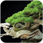 Fond d'écran Bonsai Tree HD icône