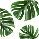 papier peint vert feuille HD APK