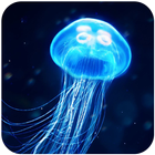 Jellyfish Wallpaper HD icône