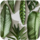 Plants Wallpaper HD icon
