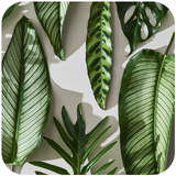 plantes fond d'écran HD icône