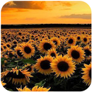 Sunflower Tapete HD. APK