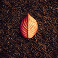 Brown Wallpaper