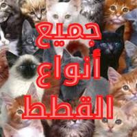 جميع أنواع القطط poster