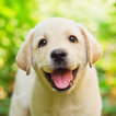 Dog Sounds ikona