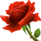 Gifs Animés De Roses Incroyables 4K icône