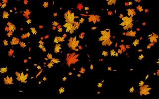 Leaves Falling Free Live WP 스크린샷 3