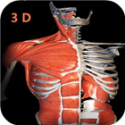 Anatomy Learning 3D- Anatomy of the human body icône